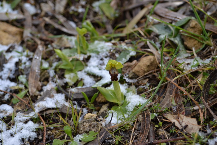 Ophrys fusca subsp. fusca Link: spruzzate di neve